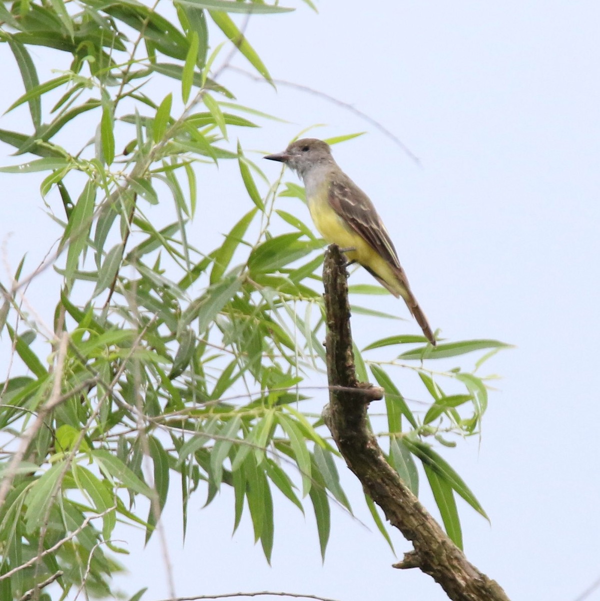 Great Crested Flycatcher - Brad Imhoff