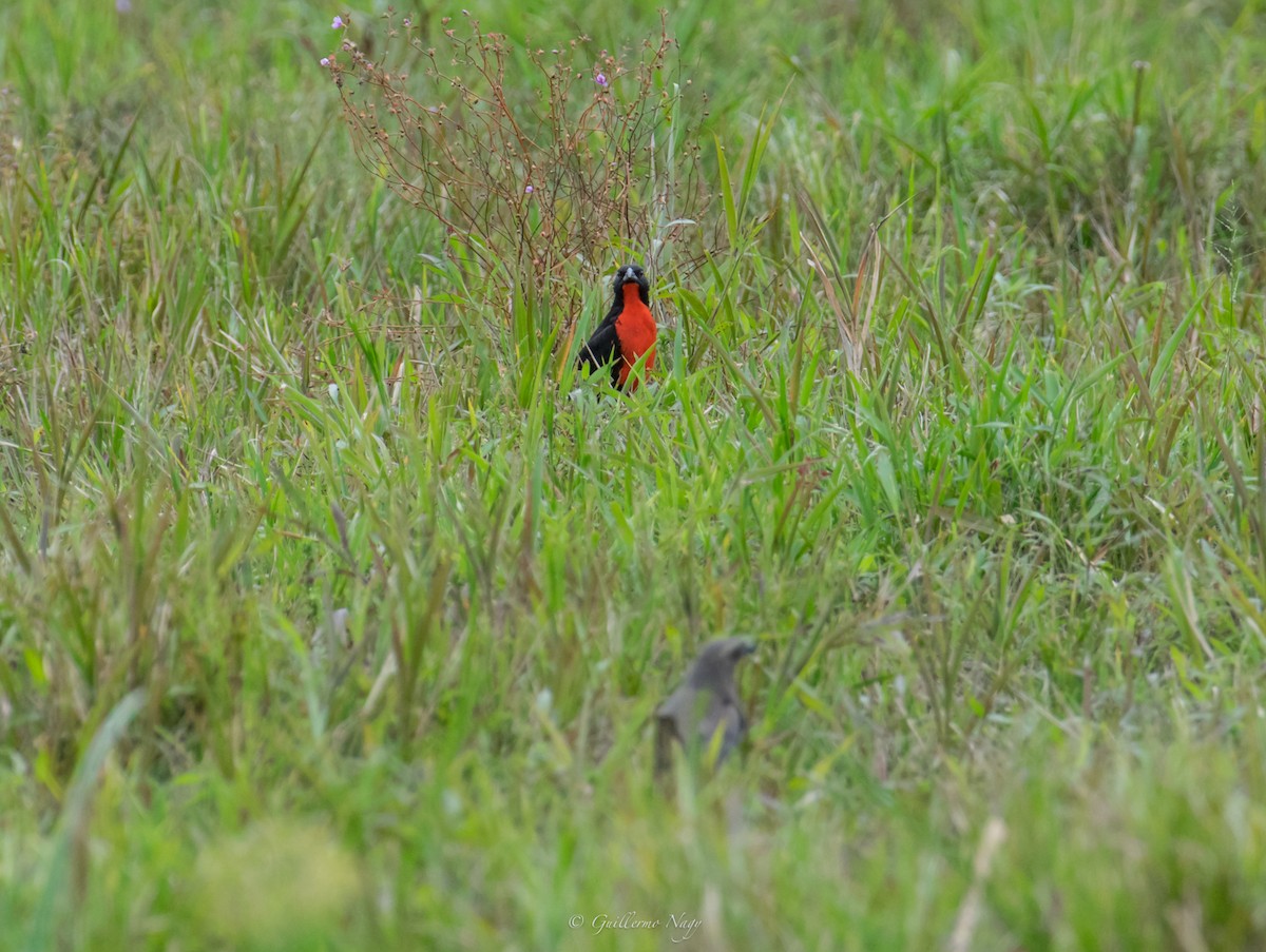Red-breasted Meadowlark - ML324919561
