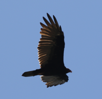 Turkey Vulture - C. Jackson
