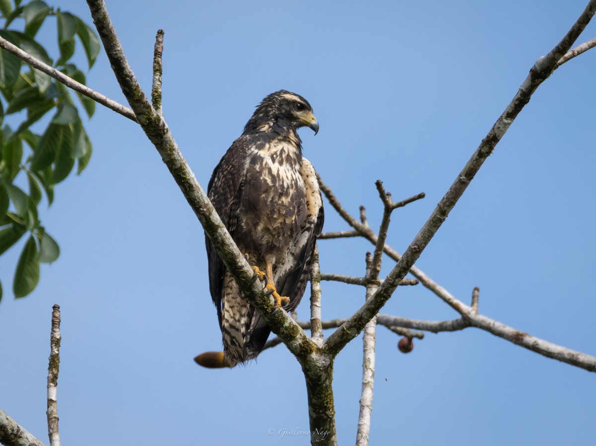 Common Black Hawk (Mangrove) - Guillermo NAGY Aramacao Tours