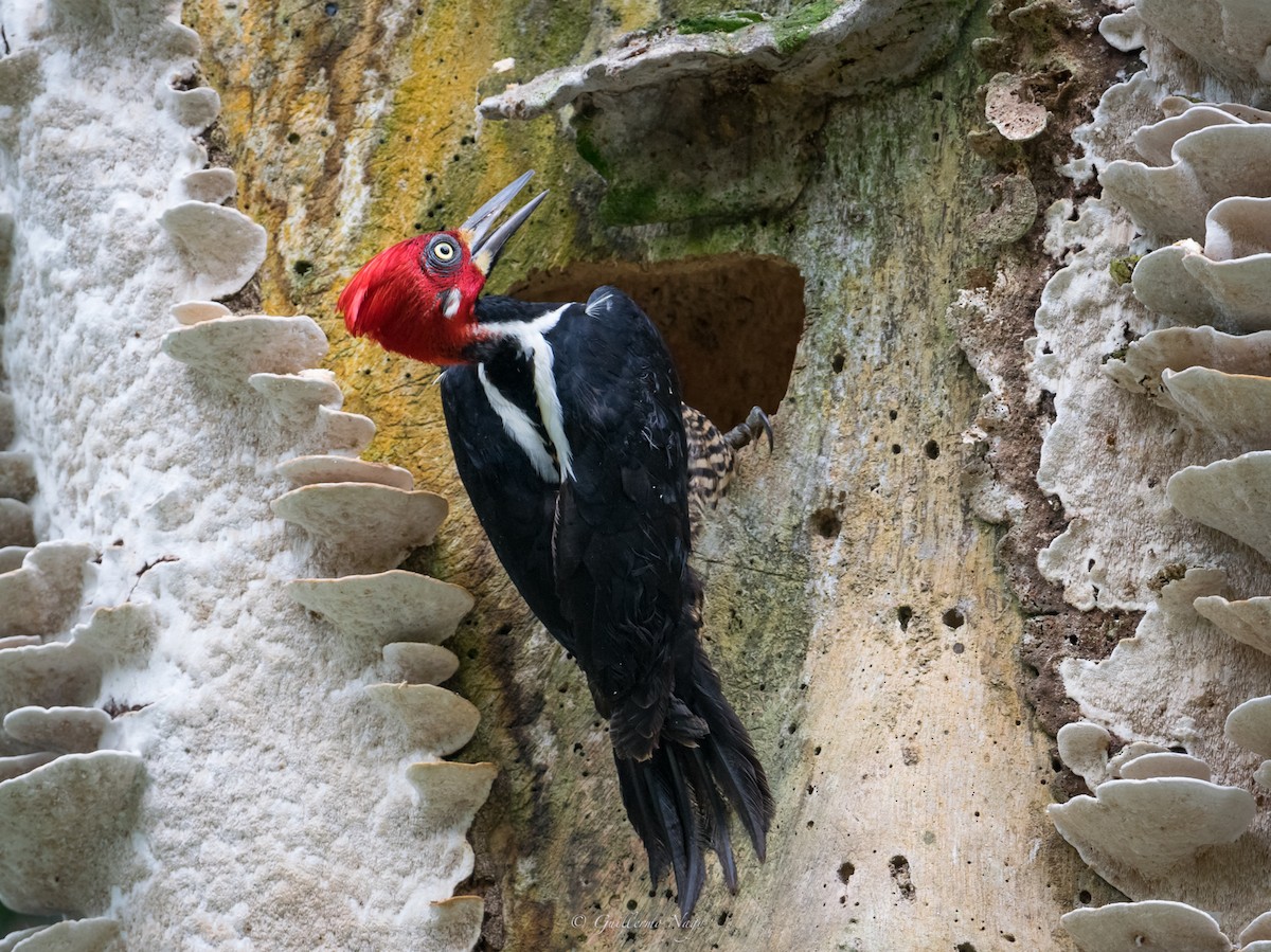 Crimson-crested Woodpecker - ML324924751