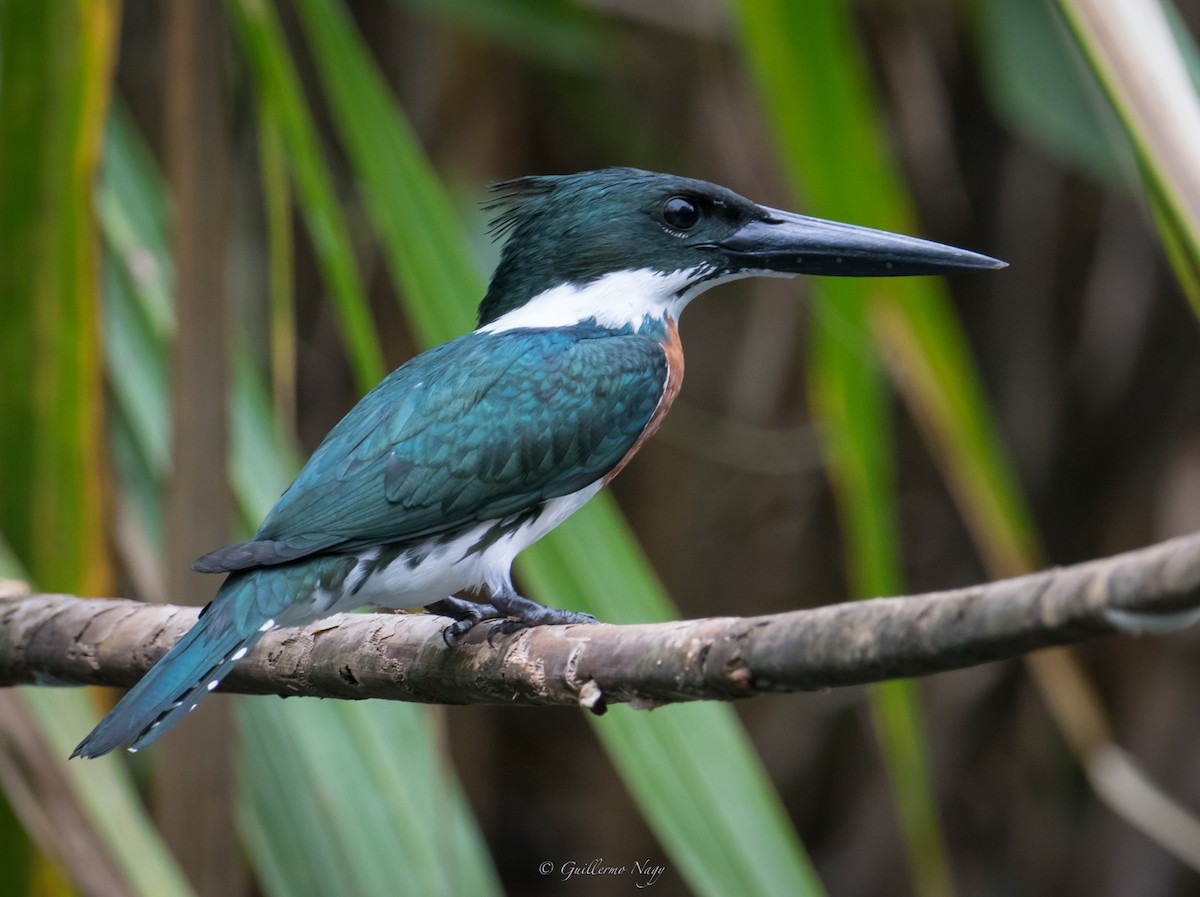 Amazon Kingfisher - ML324925971