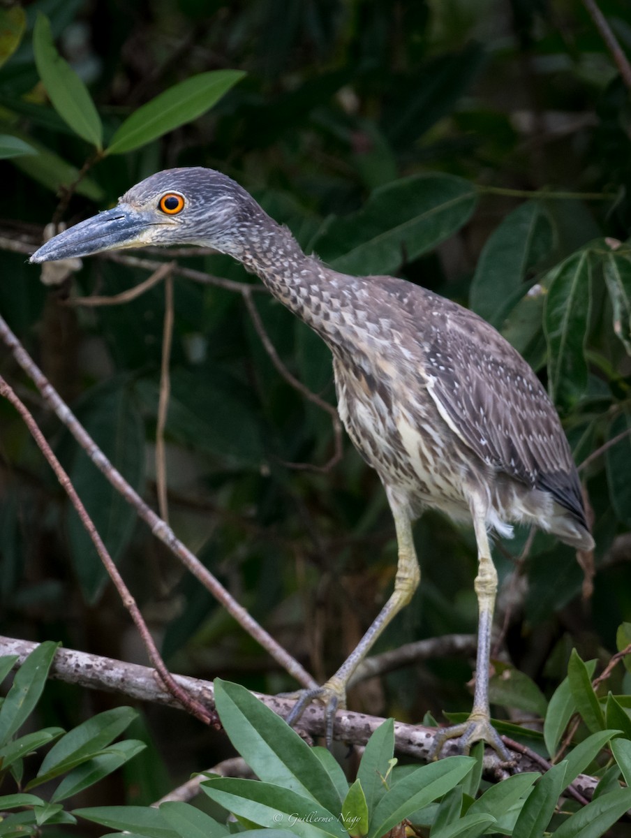 Yellow-crowned Night Heron - Guillermo NAGY Aramacao Tours