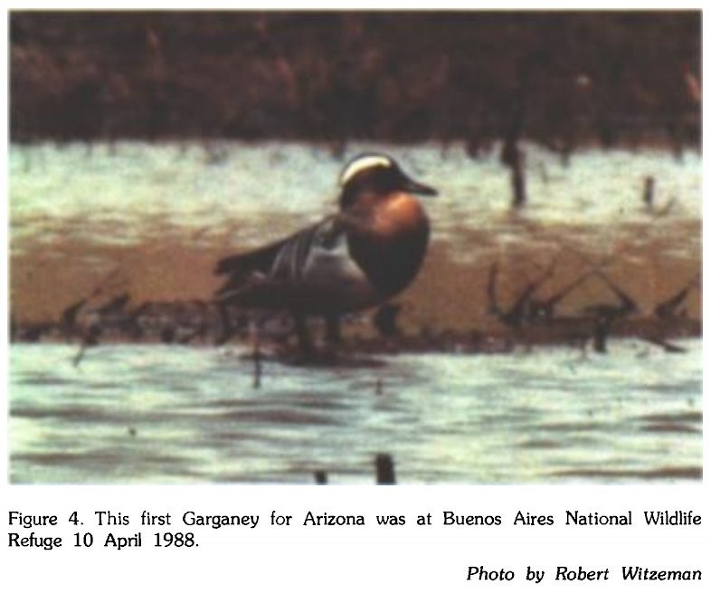 Garganey - Arizona Bird Committee Data