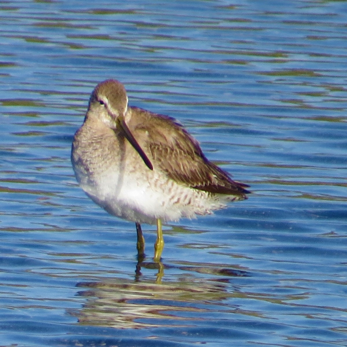 Long-billed Dowitcher - Maggie Smith