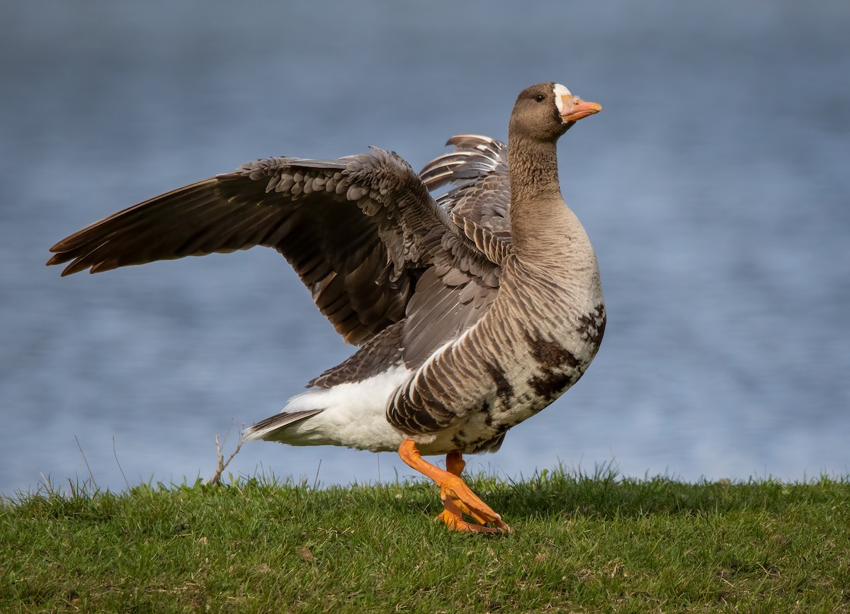 Greater White-fronted Goose - ML324928451