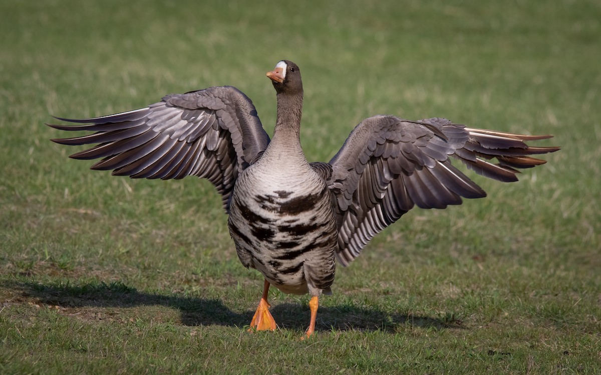 Greater White-fronted Goose - ML324928461