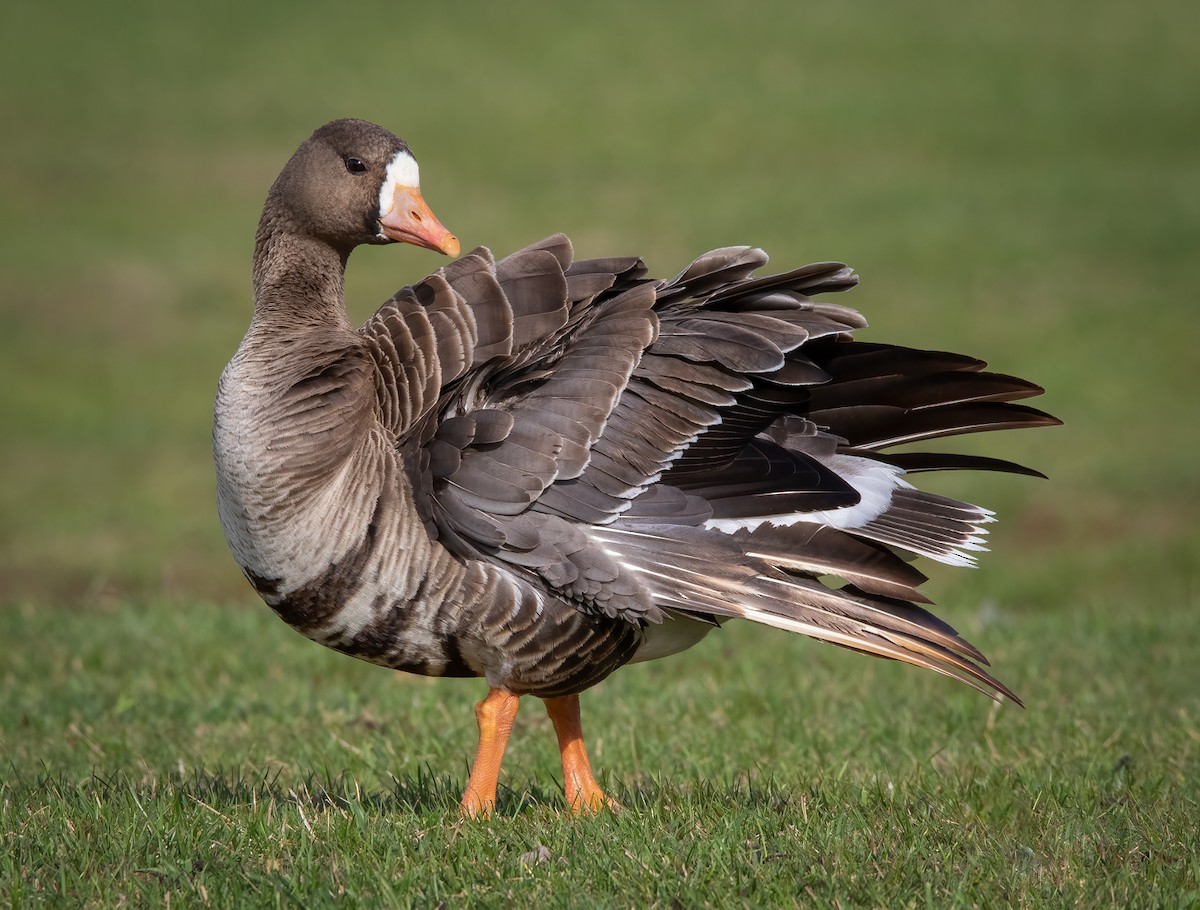 Greater White-fronted Goose - ML324928481