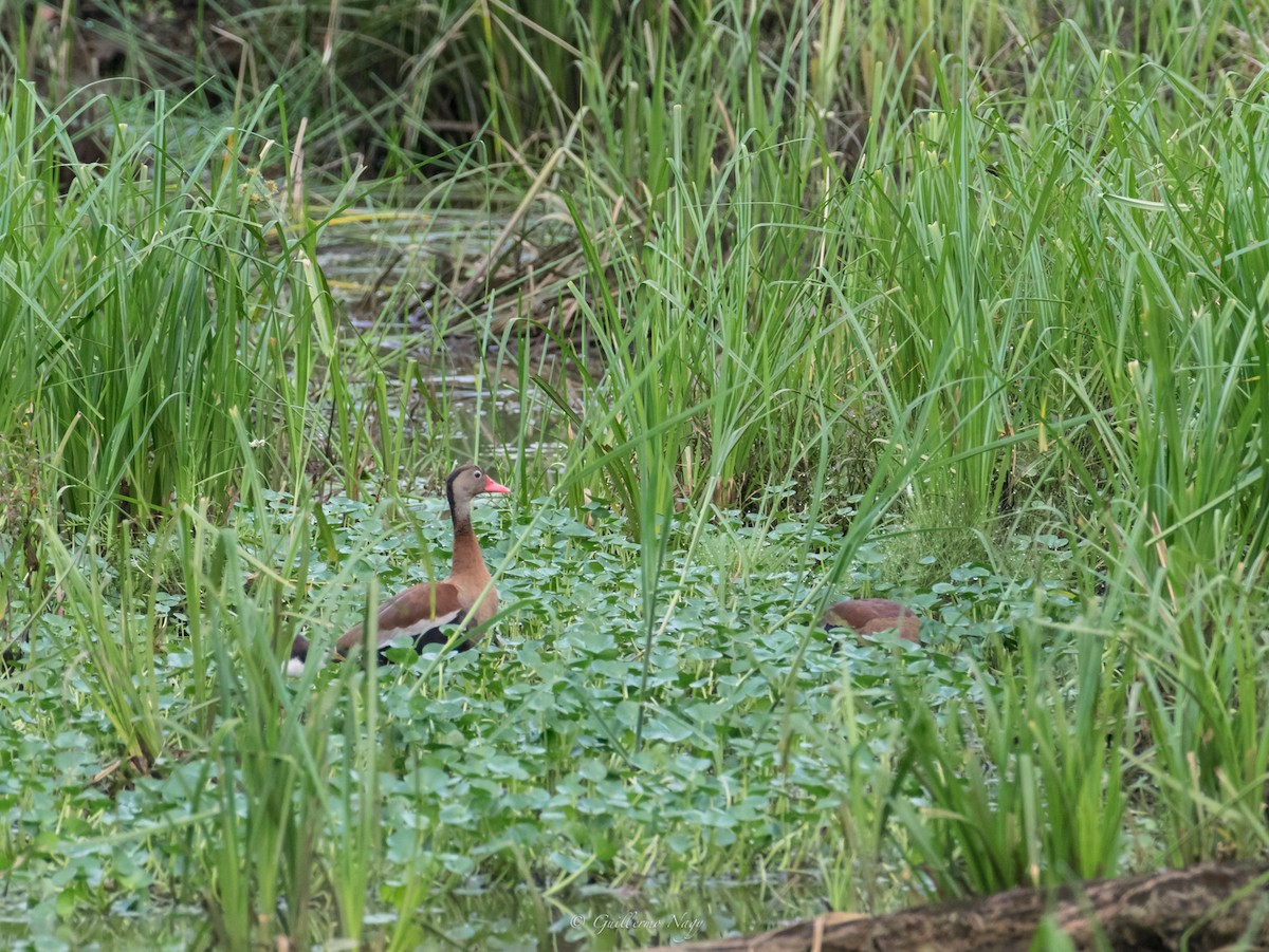 Black-bellied Whistling-Duck - Guillermo NAGY Aramacao Tours