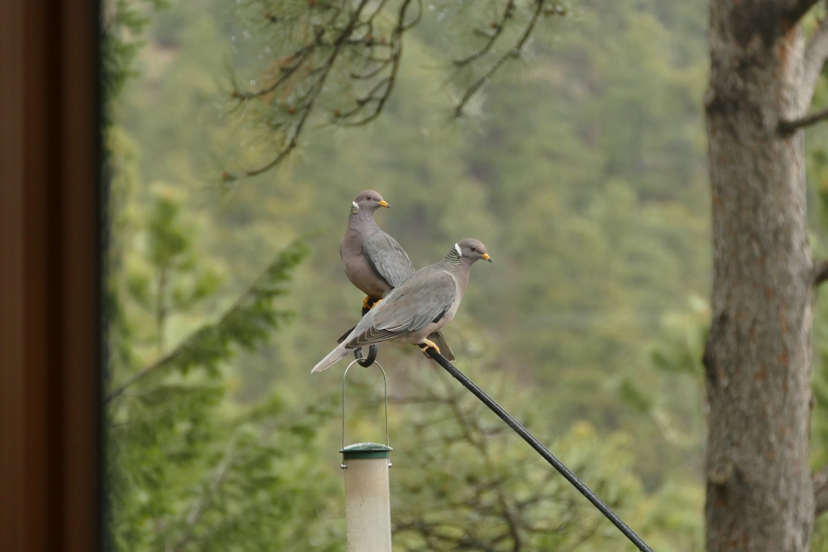 Band-tailed Pigeon - ML32492861