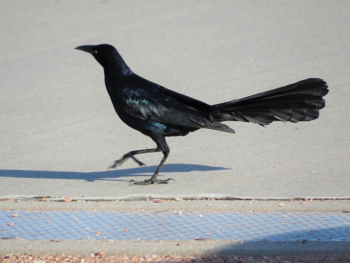 Great-tailed Grackle - ML324931201