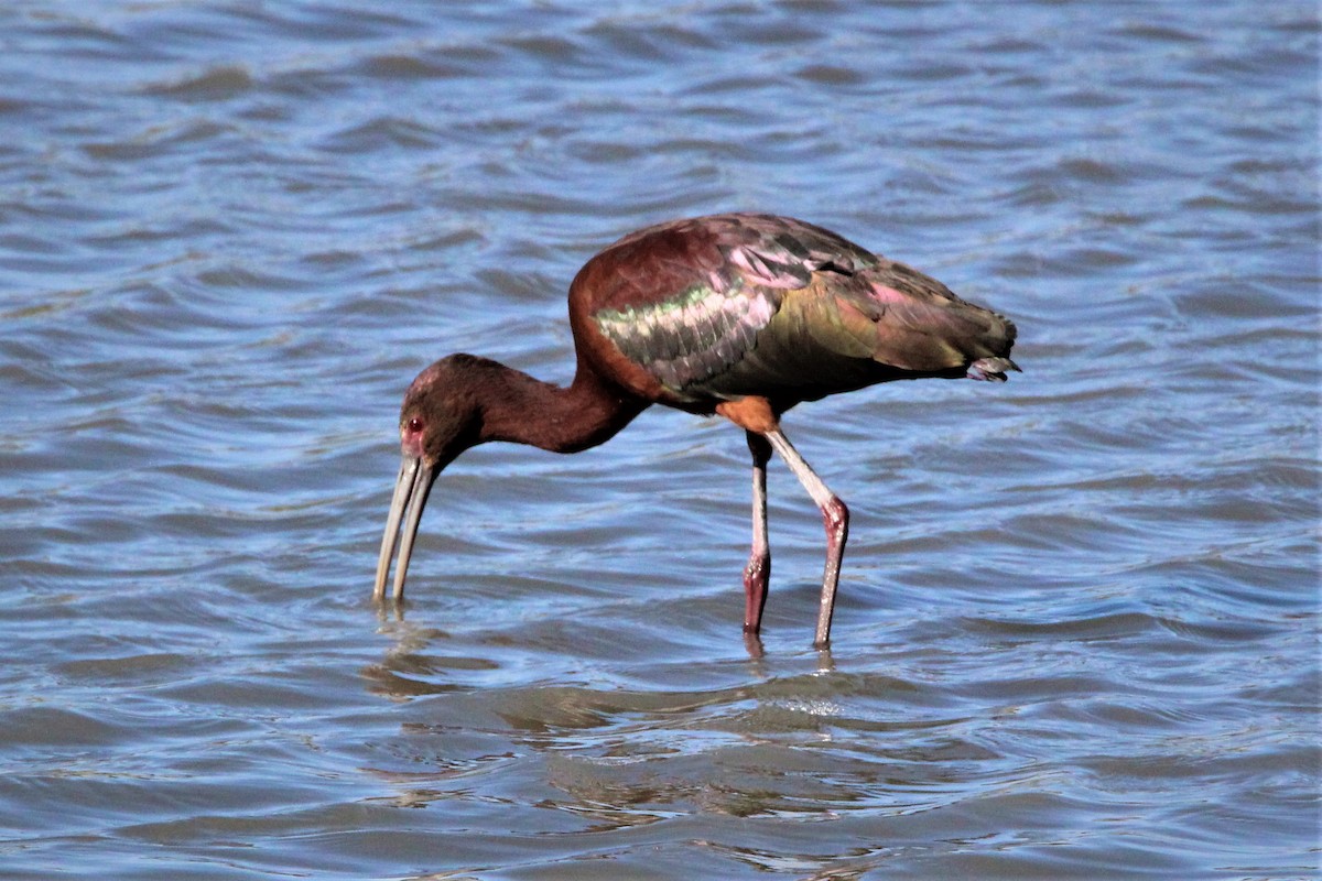 White-faced Ibis - Wesley Long