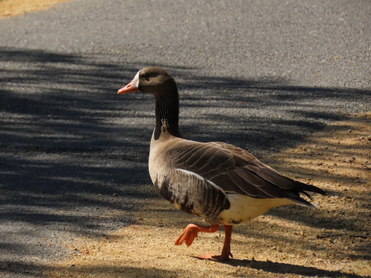 Greater White-fronted Goose - Donna Bray