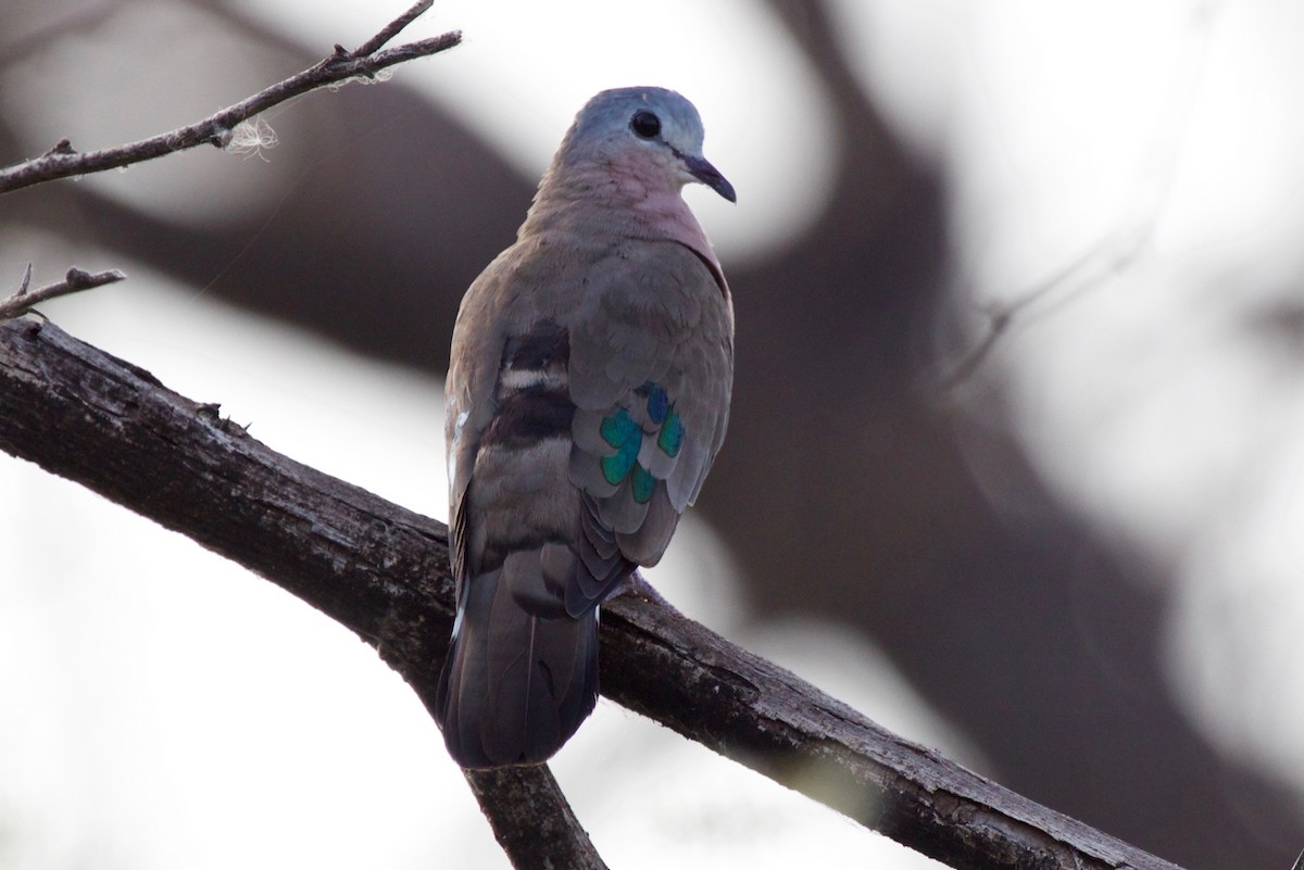 Emerald-spotted Wood-Dove - Geoffrey Reeves