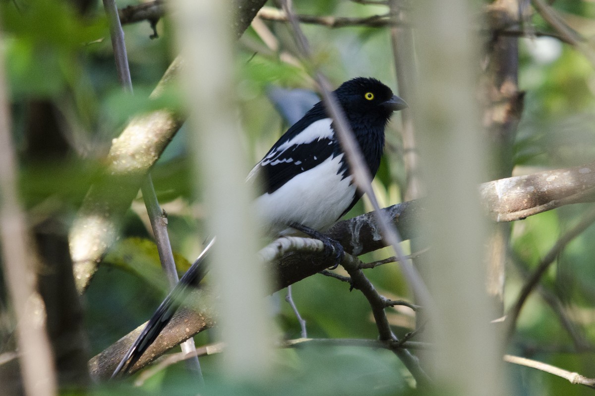 Magpie Tanager - ML32493471