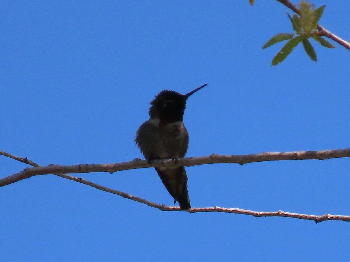 Anna's Hummingbird - ML324935471
