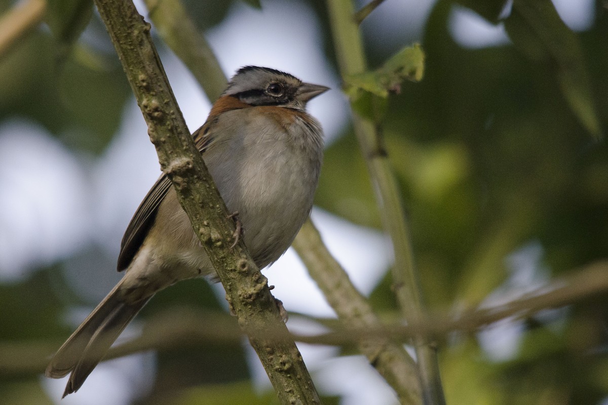 Rufous-collared Sparrow - ML32493581