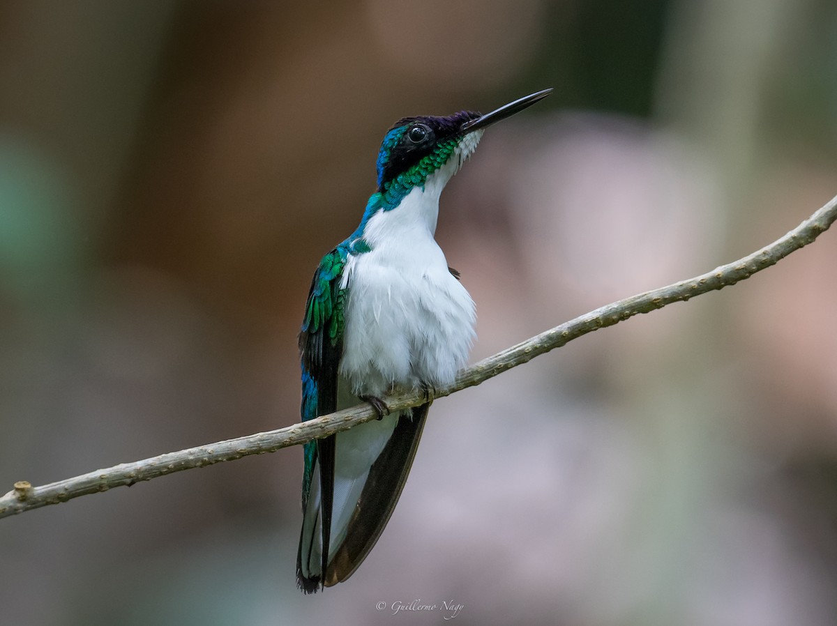 Purple-crowned Fairy - Guillermo NAGY Aramacao Tours