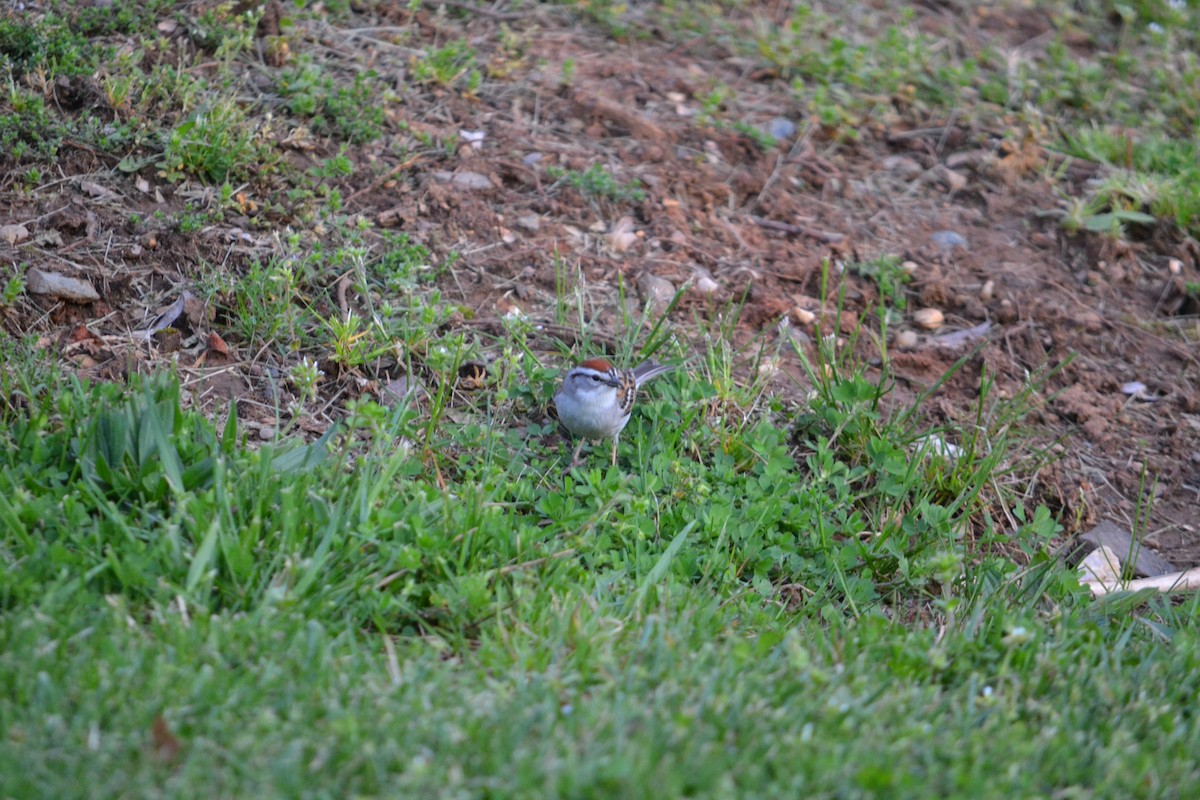 Chipping Sparrow - ML324938561