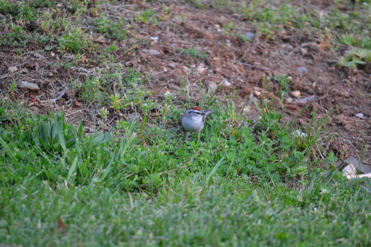 Chipping Sparrow - ML324938581
