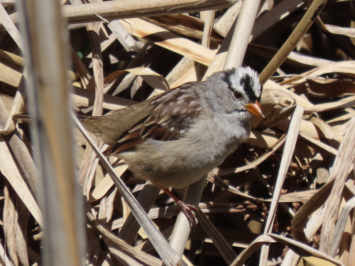 White-crowned Sparrow - ML324939791