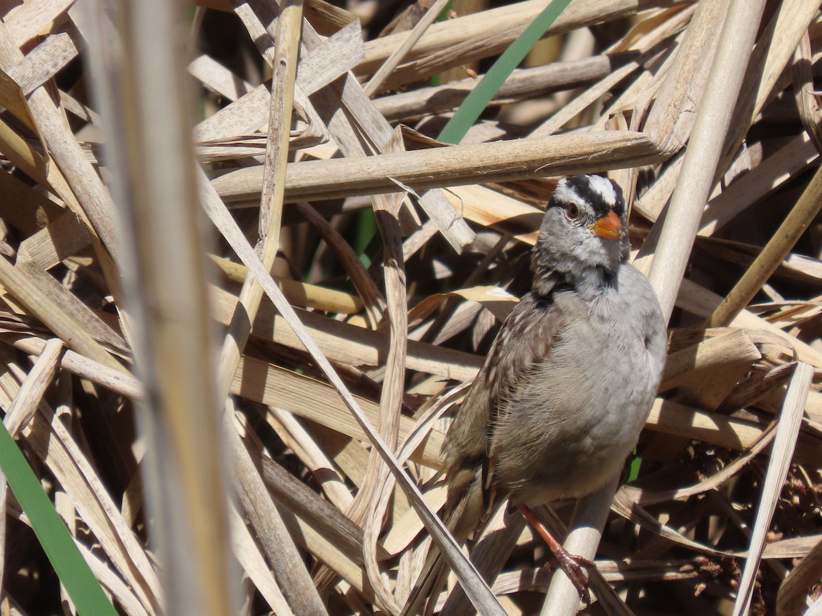White-crowned Sparrow - ML324939931