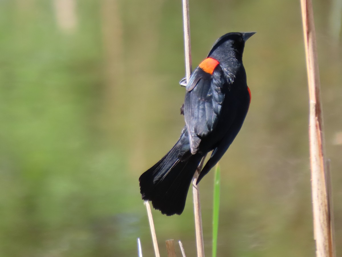 Red-winged Blackbird - ML324940001