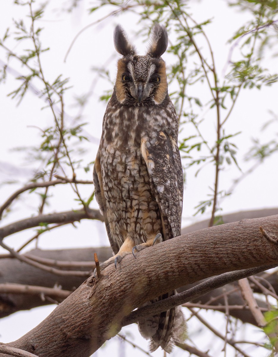 Long-eared Owl - Joe Tuvell