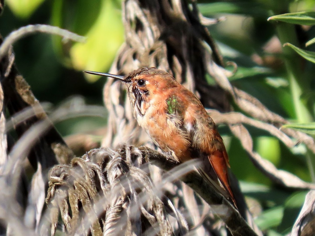 Rufous Hummingbird - Long-eared Owl