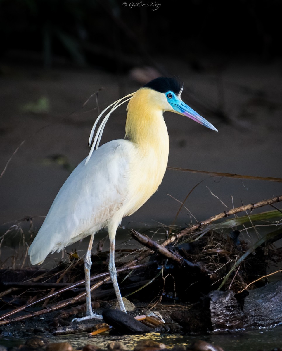 Capped Heron - Guillermo NAGY Aramacao Tours