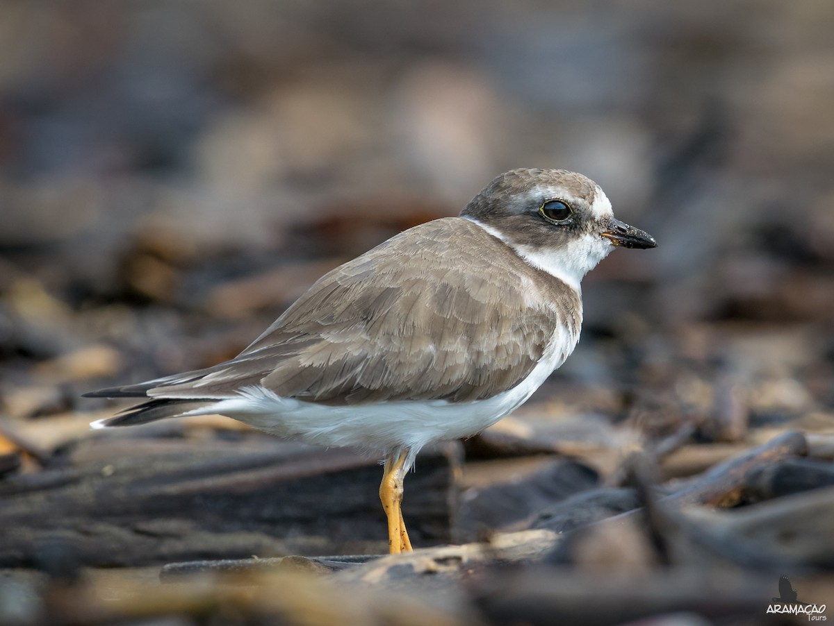 Semipalmated Plover - Guillermo NAGY Aramacao Tours
