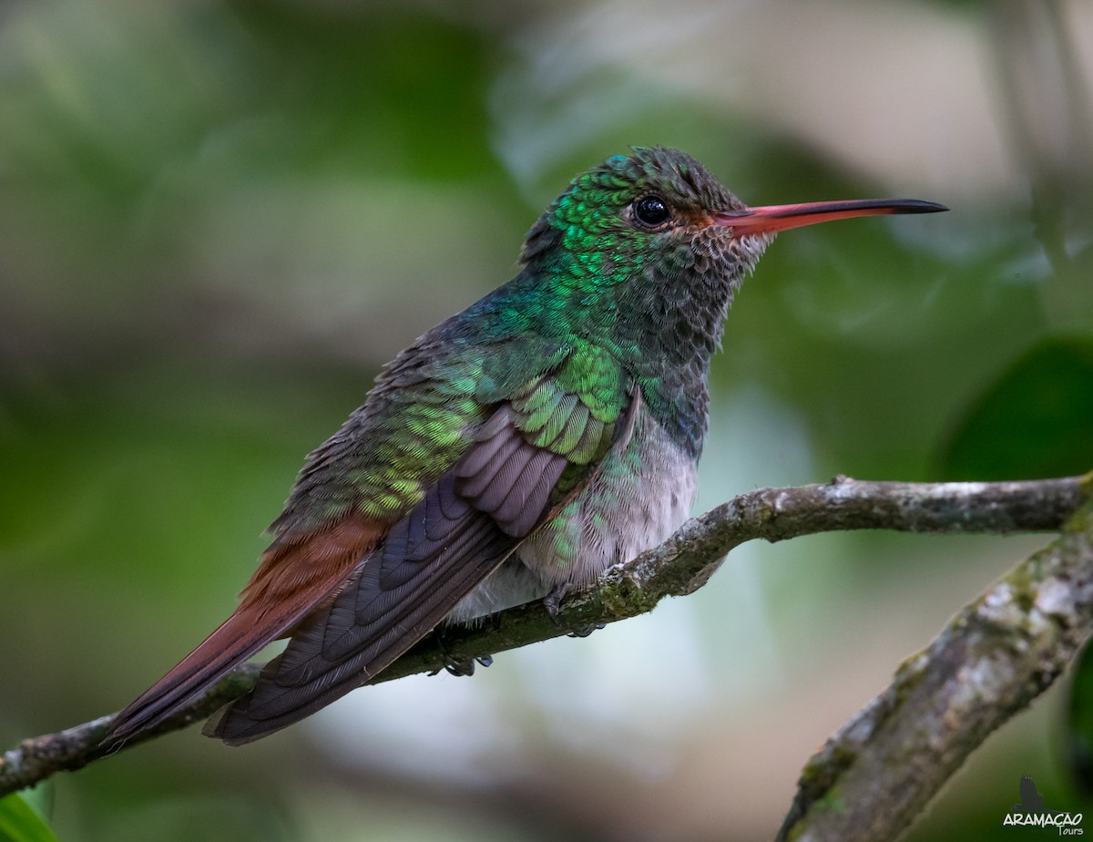 Rufous-tailed Hummingbird - Guillermo NAGY Aramacao Tours