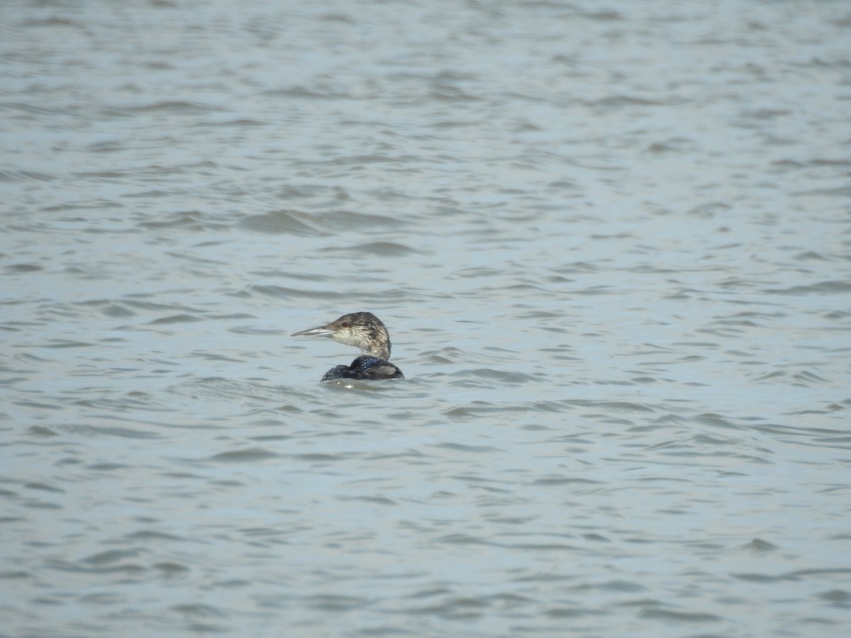Common Loon - Tad Guidry