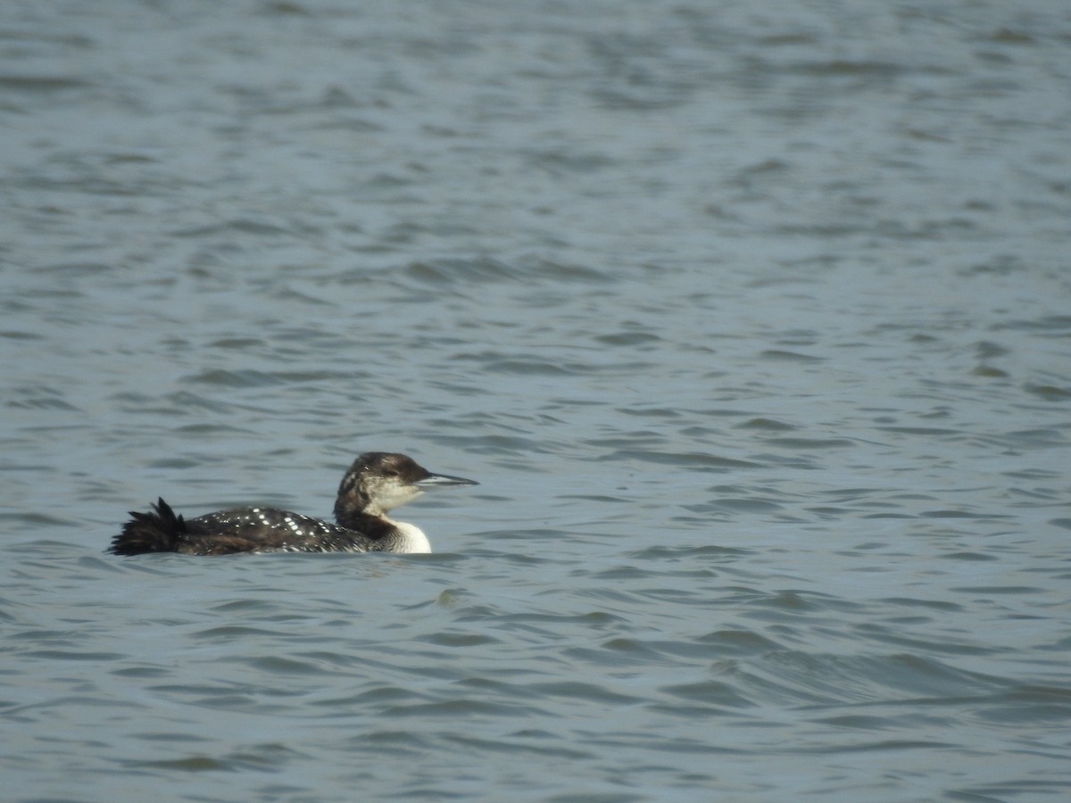 Common Loon - Tad Guidry