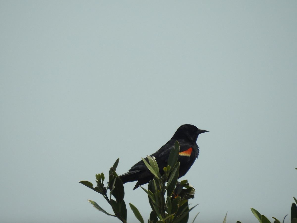 Red-winged Blackbird - Tad Guidry