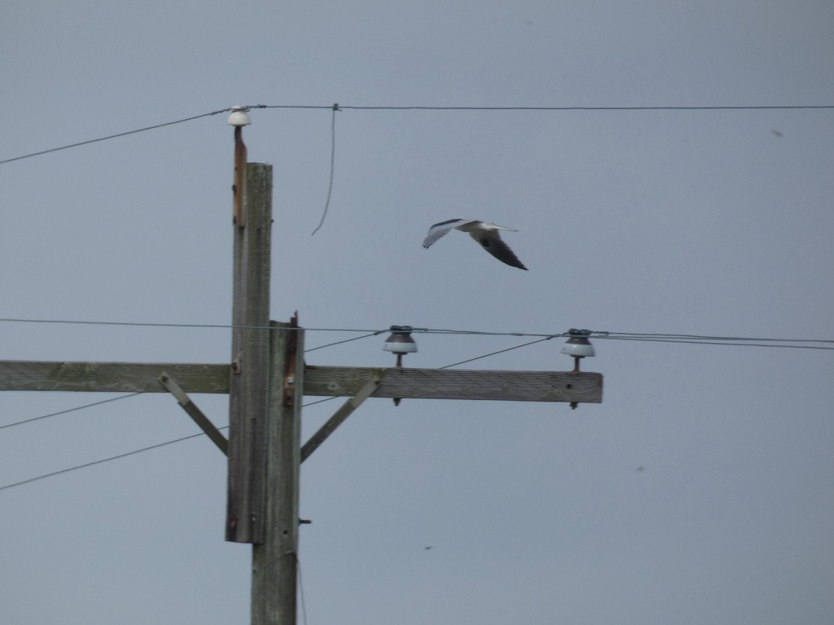 White-tailed Kite - Ignatius Frost