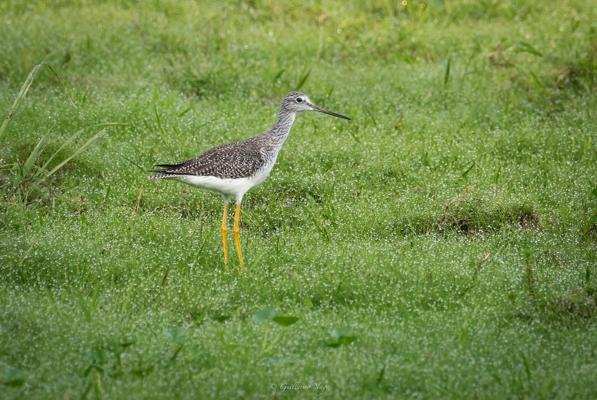 Greater Yellowlegs - Guillermo NAGY Aramacao Tours