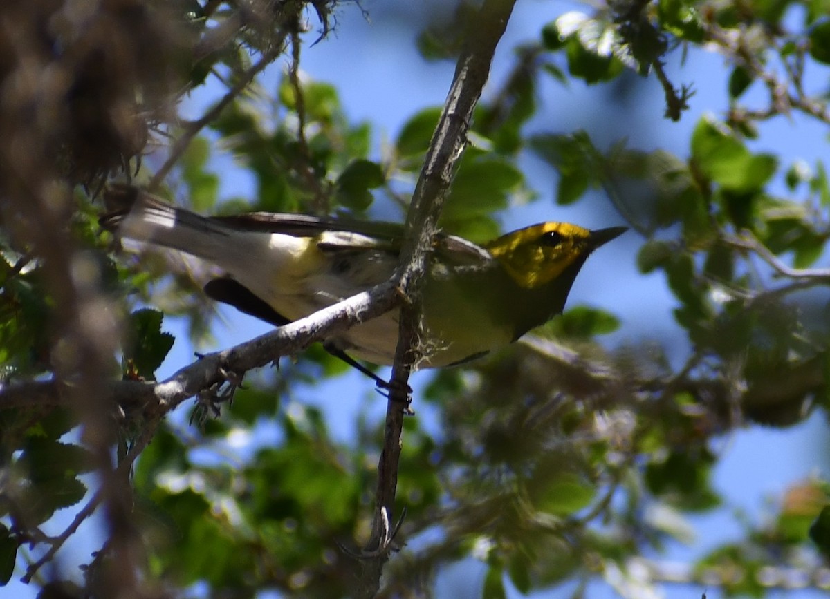 Black-throated Green Warbler - Jon McIntyre