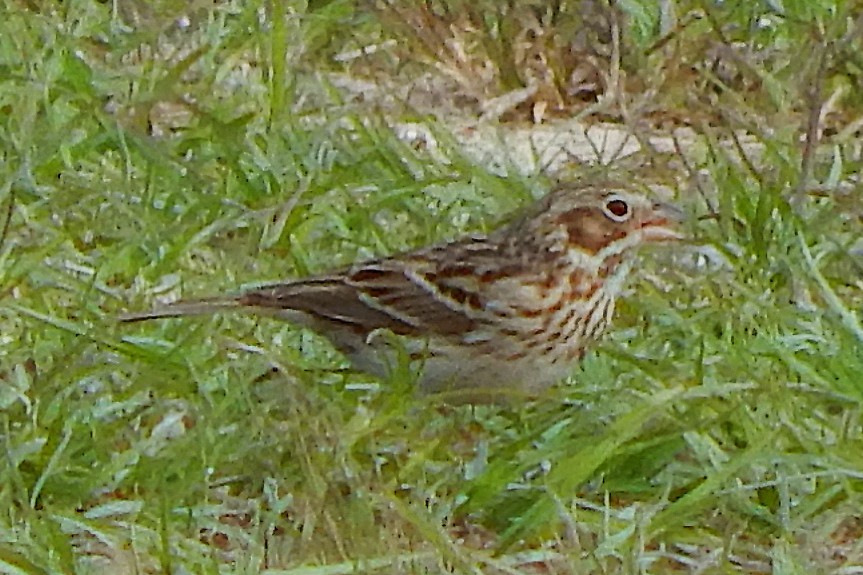 Vesper Sparrow - ML324957221