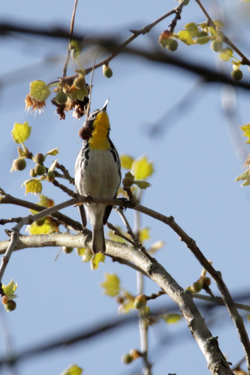 Yellow-throated Warbler (dominica/stoddardi) - ML324958191