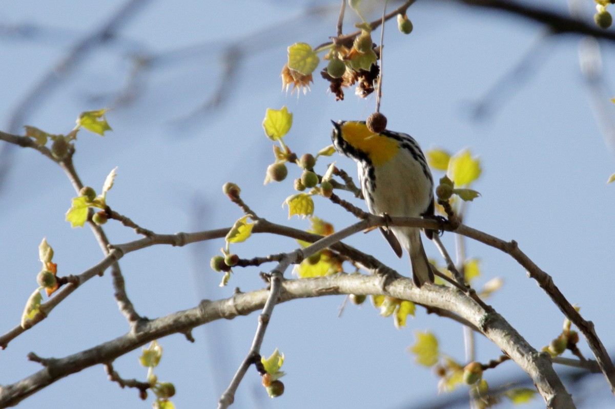 Yellow-throated Warbler (dominica/stoddardi) - ML324958201