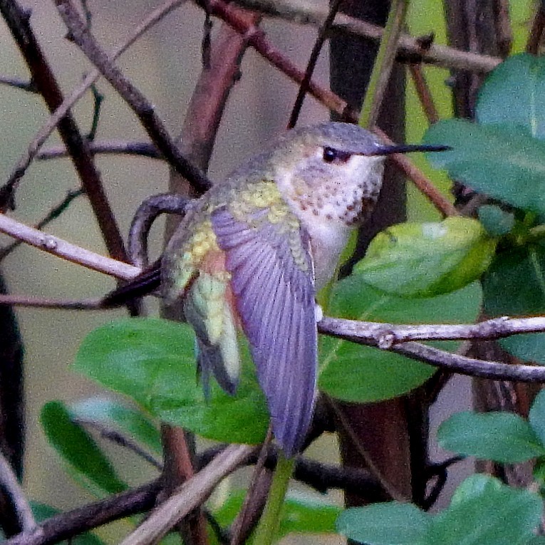 Rufous Hummingbird - ML324959111