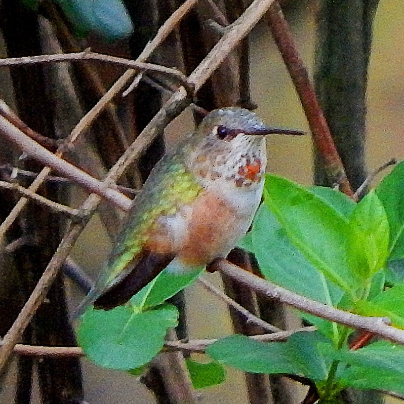 Rufous Hummingbird - ML324959121