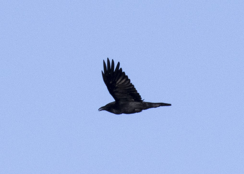 Common Raven - Bob Martinka