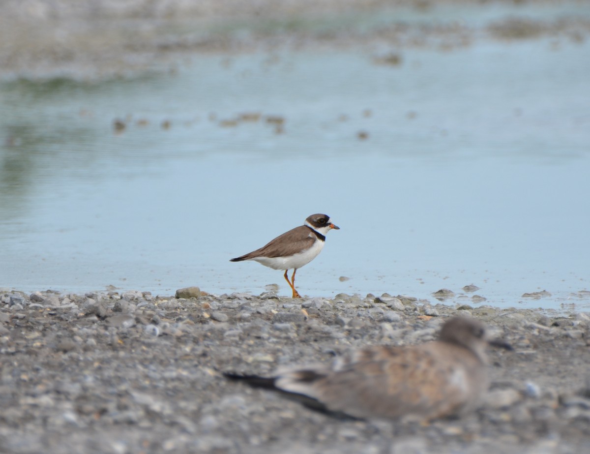 Semipalmated Plover - ML32496081