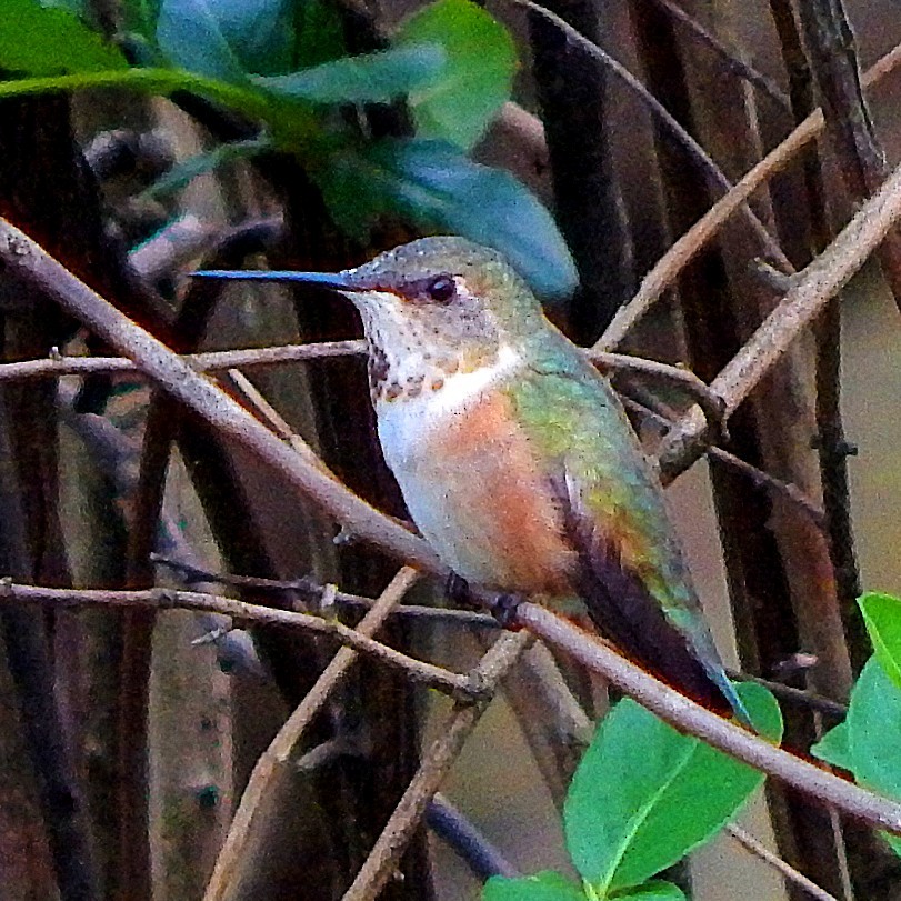 Rufous Hummingbird - ML324961511