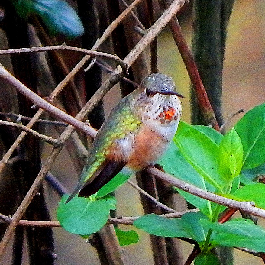 Rufous Hummingbird - ML324961541