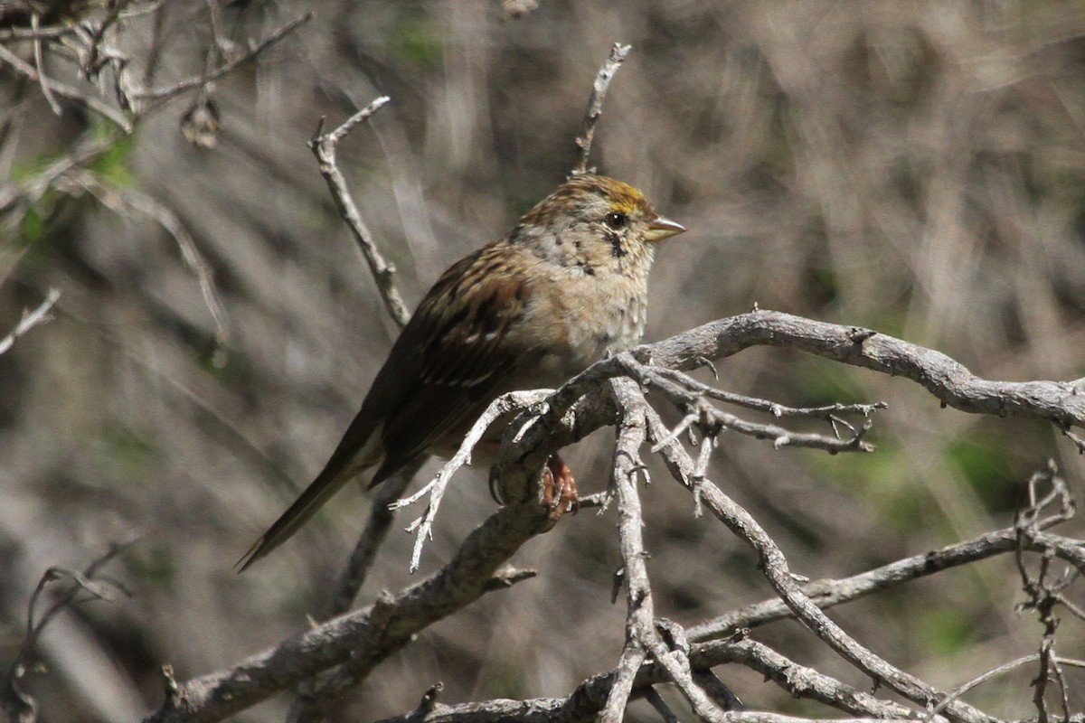 Golden-crowned Sparrow - ML324961811