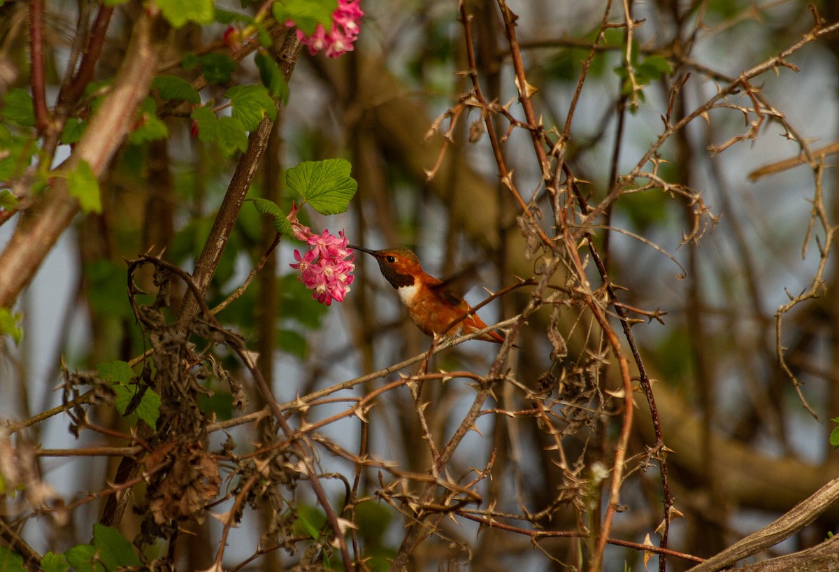 Rufous Hummingbird - ML324965571