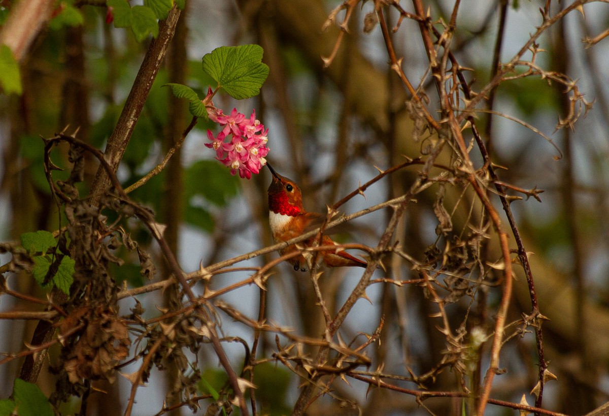 Rufous Hummingbird - ML324965591